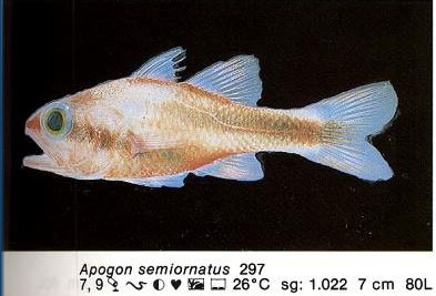 Apogon semiornatus